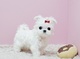 Regalo lindo bichon maltes toy cachorros para adopcion - Foto 1