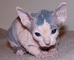 Regalo lindo gatos sphynx preciose bebe lista