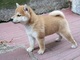 Regalo lindo shiba inu cachorros en listo