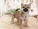 Regalo lindo shiba inu cachorros en listo - Foto 1