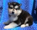 Regalo magnificos husky siberiano cachorros en adopcion