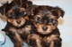 Regalo mini toy yorkshire terrier gratis adopcion - Foto 1