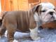 Regalo preciose bulldog ingles cachorros para adopcion