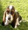 Regalo regalo basset hound cachorros