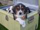 Regalo Regalo Beagle cachorros - Foto 1