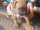 Regalo regalo bullmastiff cachorros disponible