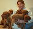 Regalo Regalo cachorros de terrier de juguete ingles - Foto 1