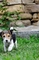 Regalo regalo foxterrier cachorros disponible