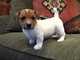 Regalo regalo jack russell cahorros disponible