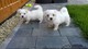 Regalo sobresaliente cachorros bichon maltés