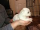 Samoyedos cachorros