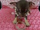 último cachorro chihuahua toy - Foto 1