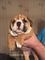 2/6 English Bulldog Pups, Triple Carriers - Foto 1