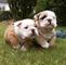 Adoptar hermosos cachorros bulldog inglés