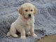 Akc registró cachorros golden retriever para adopción