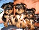 Asombrosos cachorros yorkie - Foto 1