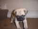Beautiful fawn pug boys only 2 left