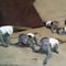 Bebés monos capuchinos para adopción