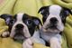 Boston terrier bonitos cachorros