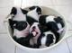 Boston Terrier preciosos cachorros en busca de nuevos - Foto 1