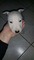 Bull terrier miniatura para montas