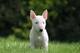 Bull terrier miniatura para montas - Foto 2