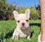 Bulldog frances adorable preciosos increible - Foto 1