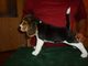 Bulldog ingles para la adopcion cabiola - Foto 1