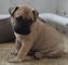 Bullmastiff registrado en busca de casas nuevas