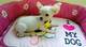 Cachorrito de chihuahua mini toy por regalo - Foto 1