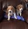 Cachorros beagle tricolores
