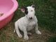 Cachorros bull terrier macho y hembra disponibles