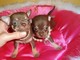 Cachorros Chihuahua Inscritos - Foto 1