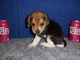 Cachorros de beagle con encanto para adopción