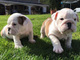 Cachorros de bulldog inglés adopcion