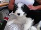 Cachorros de collie barbudo encantador para la adopción - Foto 1