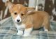 Cachorros de corgi suaves y hermosos disponibles