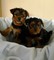 Cachorros de raza pura yorkie lindo disponibles - Foto 1