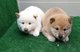 Cachorros de shiba inu , son de pura raza. espectaculares y muy s