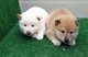 Cachorros de SHIBA INU , son de Pura Raza. Espectaculares y muy s - Foto 1