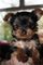 Cachorros de yorkshire terrier pelo largo - Foto 1