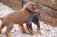 Cachorros dobermann bellamente