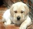 Cachorros inteligentes de labrador retriever para su adopción - Foto 1