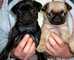 Cachorros inteligentes pug para su aprobación - Foto 1