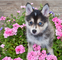 Cachorros pomsky lindos y suaves