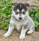 Cachorros pomsky lindos y suaves para ti - Foto 1