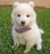 Cachorros samoyedos preciosos disponibles