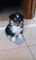 Cachorros shetland o minicollie - Foto 2