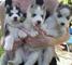 Cachorros siberianos saludables listo para su adopción
