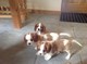 Cavalier king charles